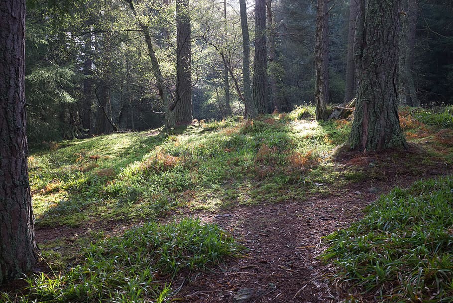 terra, albero, pianta, tronco d'albero, regine loch, Regno Unito, Aboyne, pista, sentiero, vegetazione, luce del sole, alberi, boschi, sequoia, abete, abies, ghiaia, strada, strada sterrata, suolo, foresta, la tranquillità, crescita, tronco, natura, nessuno, bellezza nella natura, la strada davanti, direzione, bosco, giorno, scena tranquilla, scena non urbana, colore verde, scenics - natura, all'aperto, 4K