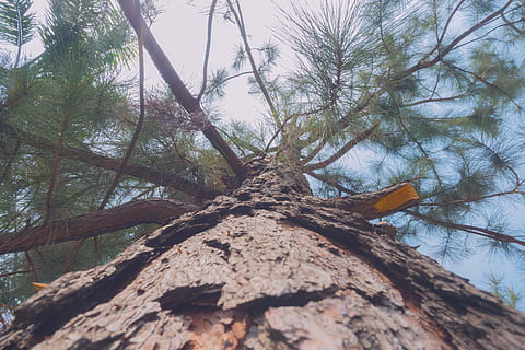 tree, plant, tree trunk, leaf, conifer, fir, abies, sun, sky, animal, bird, pine, redwood, larch, banister, handrail, wood, clothing, crash helmet, apparel, low angle view, trunk, nature, branch, day, no people, growth, tranquility, forest, outdoors, beauty in nature, selective focus, textured, bark, land, tall - high, directly below, tree canopy, 4K, CC0, public domain, royalty free