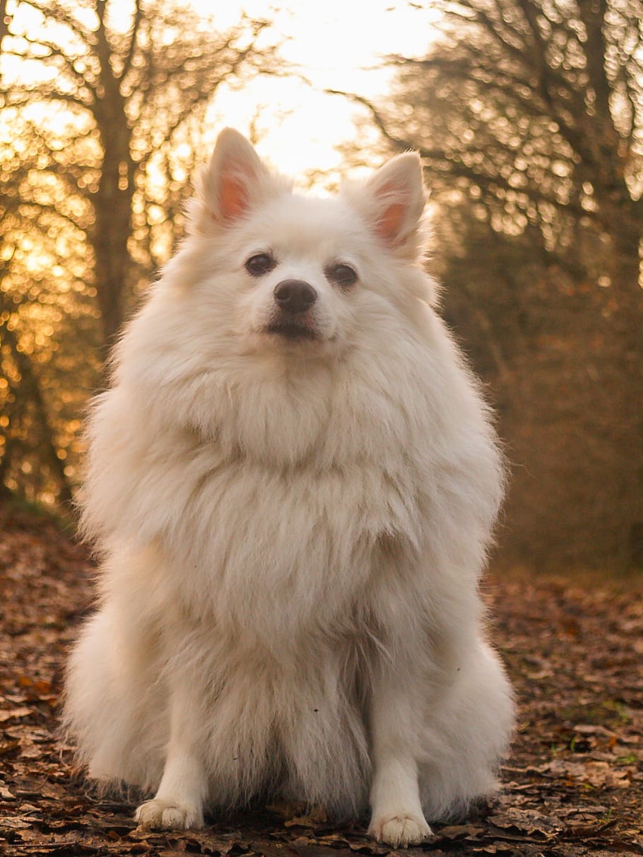 gos, Spitz, bosc, bonic, animal, mascota, cadell, blanc, retrat, gosset, jove, un animal, mamífer, nacional, animals domèstics, temes d'animals, mascotes, caní, Color blanc, arbre, vertebrats, terra, cap gent, naturalesa, planta, assegut, camp, centrar-se en primer pla, pomeranian, 2K