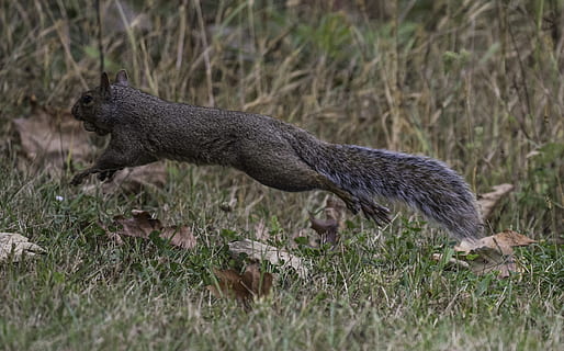 eekhoorn, lopend, jumping, springend, ruig, harige, dier, dieren in het wild, dierlijke thema's, dierenleven, één dier, gras, zoogdier, geen mensen, land-, natuur, fabriek, gewerveld, veld-, dag, selectieve aandacht, knaagdier, zijaanzicht, buitenshuis, detailopname, volledige lengte, 2K, CC0, publiek domein, royaltyvrij
