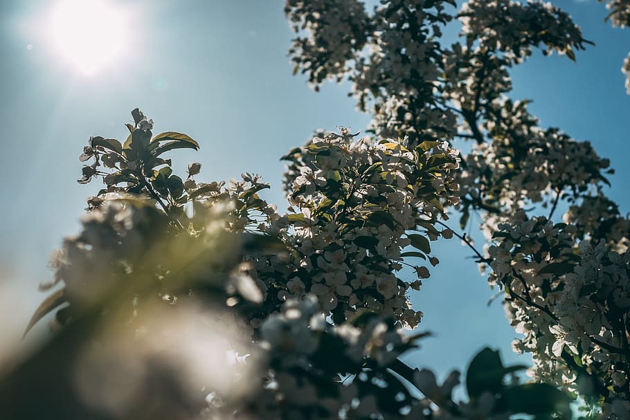 blanc, cirera, flor, arbre, florir, durant el dia, florint, branques, brillant, flor de cirerer, colors, medi ambient, flora, flors, verd, creixement, fulles, tir en angle baix, naturalesa, a l'aire lliure, pètals, sol, llum solar, imatges de drets d’autor, planta, cel, vista d’angle baix, bellesa a la natura, cap gent, part de la planta, frescor, full, enfocament selectiu, dia, branca, planta amb flors, fragilitat, arbre fruiter, primavera, flare de la lent, 5K