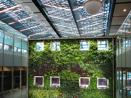 fotografía, plantas, creciente, pared, diseño arquitectonico, techo, construcción, contemporáneo, luz, Ventanas de cristal, verde, adentro, dentro, moderno, reflexión, urbano, ventanas, planta, estructura construida, arquitectura, crecimiento, nadie, día, material de vidrio, invernadero, árbol, ventana, edificio, color verde, naturaleza, vista de ángulo bajo, botánica, vivero de plantas, 4K, CC0, dominio público, libre de derechos