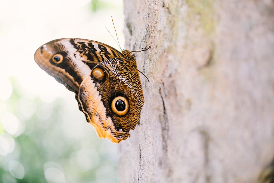farfalla marrone, temi animali, animale, fauna selvatica, un animale, animali allo stato selvatico, vertebrato, rettile, avvicinamento, natura, concentrarsi sulle conoscenze acquisite, tronco d'albero, tronco, albero, giorno, nessuno, parte del corpo animale, lucertola, all'aperto, pianta, invertebrato, testa di animale, velenoso, occhio animale, scala animale, farfalla - insetto, 5K