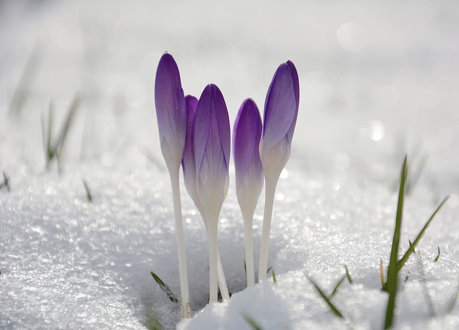 crocus, spring, nature, violet, snow, ice, cold, wallpaper, bokeh, plant, flower, flowering plant, freshness, growth, beauty in nature, vulnerability, fragility, close-up, petal, no people, selective focus, iris, day, inflorescence, flower head, field, outdoors, purple, 5K