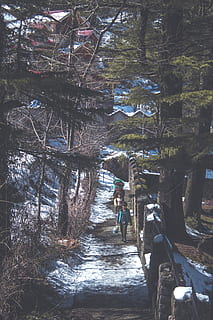 people, walking, along, pathway, environment, path, snow, trees, tree, plant, real people, nature, architecture, the way forward, day, water, built structure, direction, men, footpath, forest, women, outdoors, lifestyles, group of people, adult, 5K, CC0, public domain, royalty free