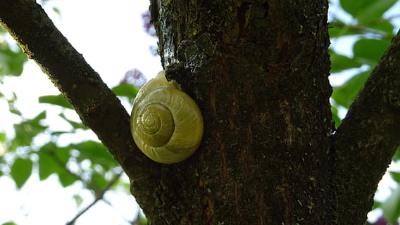 snail, shell, tree, plant, tree trunk, trunk, focus on foreground, nature, mollusk, animal wildlife, day, branch, no people, close-up, growth, animal themes, gastropod, animal, outdoors, animal shell, 5K, CC0, public domain, royalty free
