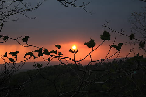 indien, rishikesh, solnedgang, sol, rød, bjerg, himmel, skønhed i naturen, plante, silhuet, ro, natur, træ, afdeling, ingen mennesker, scenics - natur, rolig scene, orange farve, vækst, udendørs, idyllisk, lav vinkel visning, bare træ, ikke-urbane scene, 5K, CC0, offentligt domæne, royaltyfrie