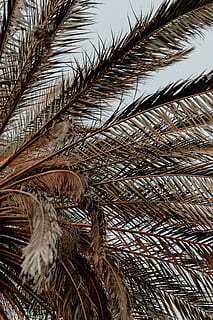 albero di cocco marrone, pianta, Arecaceae, albero, Palma, estate, vegetazione, felce, lunatico, vibrafono, bagliore, luce, cespuglio, vene, silhouette, sequoia, parete, Agavaceae, all'aperto, urbano, nessuno, avvicinamento, giorno, Inquadratura dal basso, natura, crescita, cielo, modello, fragilità, bellezza nella natura, foglia di palma, Marrone, vulnerabilità, asciutto, fotogramma intero, concentrarsi sulle conoscenze acquisite, secco, 5K, CC0, dominio pubblico, privo di copyright
