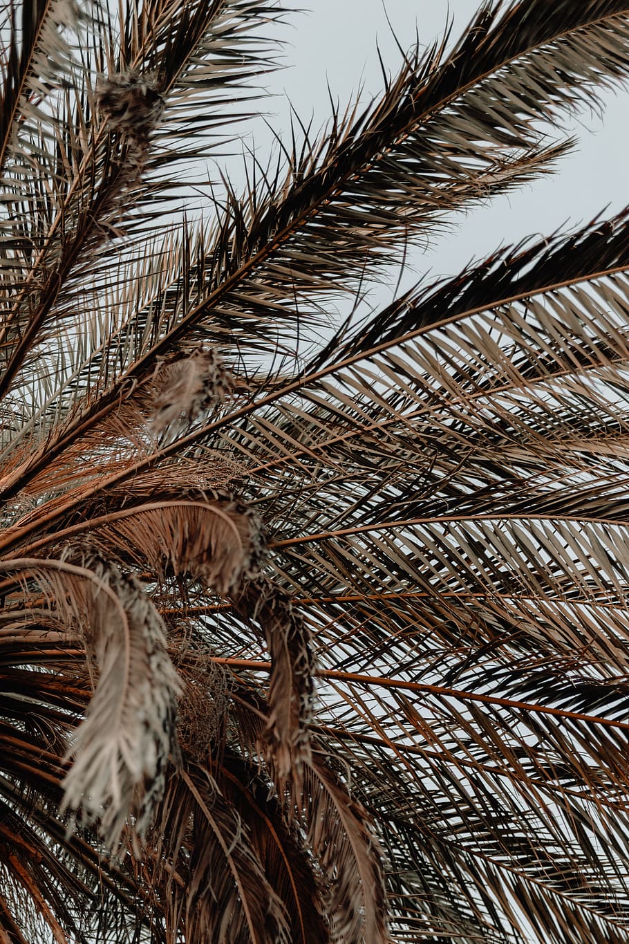 albero di cocco marrone, pianta, Arecaceae, albero, Palma, estate, vegetazione, felce, lunatico, vibrafono, bagliore, luce, cespuglio, vene, silhouette, sequoia, parete, Agavaceae, all'aperto, urbano, nessuno, avvicinamento, giorno, Inquadratura dal basso, natura, crescita, cielo, modello, fragilità, bellezza nella natura, foglia di palma, Marrone, vulnerabilità, asciutto, fotogramma intero, concentrarsi sulle conoscenze acquisite, secco, 5K