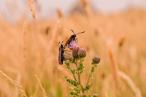 zwei, Bugs, Löwenzahn, Tierwelt, Tierthemen, Tiere in freier Wildbahn, Tier, wirbellos, Insekt, ein Tier, blühende Pflanze, Pflanze, Blume, Schönheit in der Natur, Verletzlichkeit, Zerbrechlichkeit, Frische, Blütenblatt, selektiver Fokus, Nahansicht, Wachstum, Natur, Tag, keine Leute, Blütenkopf, draußen, Tierflügel, Bestäubung, Schmetterling - Insekt, lila, 5K, CC0, gemeinfrei, lizenzfrei