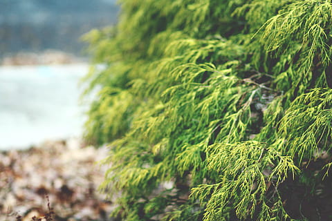 grüner Baum, Pflanze, Baum, Lebensmittel, Würze, Dill, Grün, Moos, Ast, Textur, Wald, Bokeh, Natur, Vegetation, Buchse, Holz, Detail, Makro, Farbe, immergrün, Wasser, Fokus auf den Vordergrund, grüne Farbe, Tag, Wachstum, Nahansicht, Schönheit in der Natur, keine Leute, Land, draußen, selektiver Fokus, Meer, Strand, Ruhe, 5K, CC0, gemeinfrei, lizenzfrei
