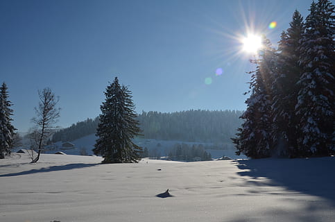 vinter, landskab, træ, sne, kold, sol, vinterlige, vinterstemning, himmel, kold temperatur, plante, skønhed i naturen, sollys, scenics - natur, ro, natur, rolig scene, ingen mennesker, dag, solstråle, ikke-urbane scene, dyr i naturen, linseflare, udendørs, lyse, 2K, CC0, offentligt domæne, royaltyfrie