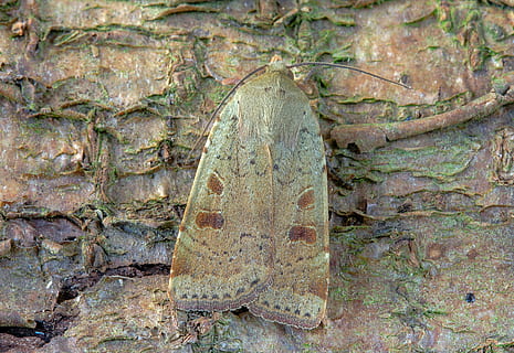 moth, lesser-yellow-underwing, wings, pattern, insect, nature, colorful, summer, texture, antenna, yellow, tender, no people, day, animal, animal themes, solid, plant, animal wildlife, vertebrate, close-up, outdoors, textured, reptile, animals in the wild, old, weathered, history, architecture, land, rock - object, archaeology, 5K, CC0, public domain, royalty free
