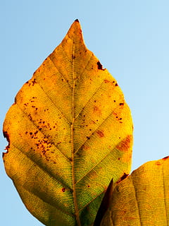 fulla seca, full, part de la planta, tardor, naturalesa, cel clar, groc, cel, vena de la fulla, primer pla, dia, planta, a l'aire lliure, cap gent, bellesa a la natura, llum solar, vista d’angle baix, canvi, color taronja, centrar-se en primer pla, patró natural, fulles, condició natural, 4K, CC0, domini públic, lliure de regalies