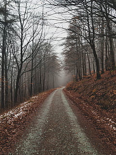 arbres i senders, carretera, grava, Carretera bruta, sòl, planta, asfalt, arbre, Camí, tronc de l'arbre, ruta, naturalesa, temps, runes, boira, maple, flor, apiaceae, manera, direcció, el camí a seguir, perspectiva decreixent, bosc, terra, tranquil·litat, punt de fuga, transport, cap gent, escena tranquil·la, bellesa a la natura, escena no urbana, escenics - natura, a l'aire lliure, treelined, llarg, 4K, CC0, domini públic, lliure de regalies