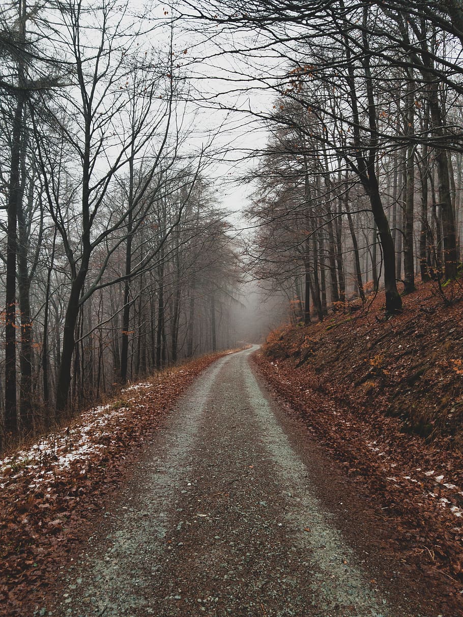arbres i senders, carretera, grava, Carretera bruta, sòl, planta, asfalt, arbre, Camí, tronc de l'arbre, ruta, naturalesa, temps, runes, boira, maple, flor, apiaceae, manera, direcció, el camí a seguir, perspectiva decreixent, bosc, terra, tranquil·litat, punt de fuga, transport, cap gent, escena tranquil·la, bellesa a la natura, escena no urbana, escenics - natura, a l'aire lliure, treelined, llarg, 4K