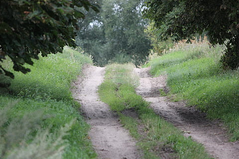 bospad, glade, bomen, kant van de weg, humeur, weg, landschap, groen, zomer, idylle, stil, fabriek, groene kleur, richting, voetpad, gras, de weg vooruit, boom, geen mensen, groei, kalmte, natuur, schoonheid in de natuur, rustige scène, land-, vervoer, dag, zandweg, vuil, buitenshuis, perspectief verminderen, spoor, 5K, CC0, publiek domein, royaltyvrij
