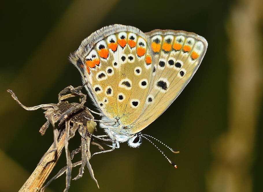 poc profund, focalitzar la fotografia, oriental, papallona blau cua, papallona, insecte, macro, arna, ales, invertebrat, fauna animal, temes d'animals, animals a la natura, animal, un animal, ala dels animals, centrar-se en primer pla, primer pla, planta, bellesa a la natura, papallona - insecte, naturalesa, cap gent, flor, dia, zoologia, a l'aire lliure, patró natural, 2K