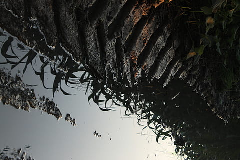 modderpoel, fabriek, water, Przemyśl, Polen, natuur, buitenshuis, flora, riet, gras, modder, aarde, bodem, reflectie, regen, bandenspoor, landbouw, kust, zee, oceaan, naaldboom, boom, geen mensen, lage hoekweergave, dag, hemel, tak, architectuur, opknoping, ingebouwde structuur, groei, blad, stilstaand water, dak, deel van de plant, 4K, CC0, publiek domein, royaltyvrij