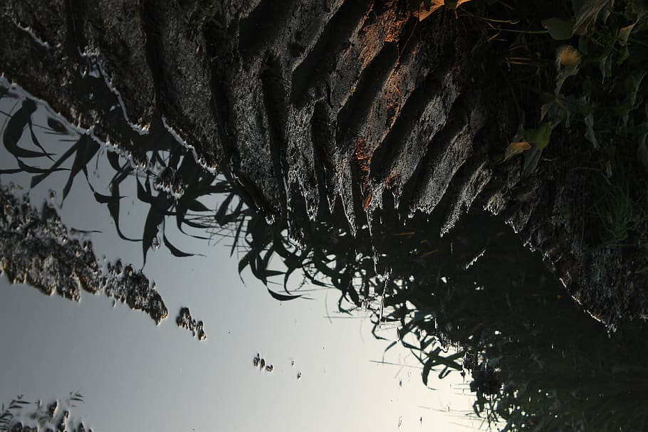 pozza di fango, pianta, acqua, Przemyśl, Polonia, natura, all'aperto, flora, canna, erba, fango, terra, suolo, riflessione, pioggia, traccia di pneumatico, agricoltura, costa, mare, oceano, conifera, albero, nessuno, Inquadratura dal basso, giorno, cielo, ramo, architettura, sospeso, struttura costruita, crescita, foglia, acqua stagnante, tetto, parte vegetale, 4K