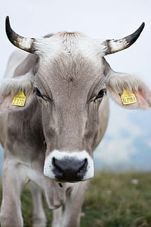 vaca grisa, Itàlia, monte baldo, ramat, vaca, mamífer, animal, toro, temes d'animals, animals domèstics, nacional, bestiar, etiqueta de bestiar, un animal, vertebrats, bestiar domèstic, mirant la càmera, retrat, mascotes, naturalesa, cornut, part del cos dels animals, cap gent, camp, cap d’animals, herbívors, a l'aire lliure, 5K, CC0, domini públic, lliure de regalies