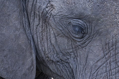 grå elefant, dyr, dyreliv, pattedyr, elefant, zebra, natur, bjerg, udendørs, næsehorn, Zoo, Odder, giraf, flok, hav liv, søhest, bison, abe, gorilla, Ardeidae, fugl, dyre temaer, et dyr, dyr kropsdel, ingen mennesker, dyr i naturen, rynket, tæt på, grå, fuld ramme, baggrunde, øje, hvirveldyr, afrikansk elefant, tekstureret, dyr hoved, dyr øje, planteædende, 4K, CC0, offentligt domæne, royaltyfrie
