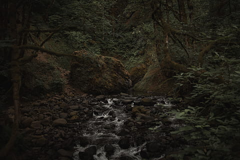 Schwarze Steine, Baum, Wald, Fluss, Strom, Bach, Rock, Natur, dunkel, Wildnis, dicht, Grün, tolle, Epos, , pnw, See, guten Morgen, Hintergrund, Liebe, HD Wallpaper, Landschaft, Wasserfall, Wasser, szenen, Rock - Objekt, draußen, fließendes Wasser, Schönheit in der Natur, Moos, fließend, Herbst, Berg, grüne Farbe, keine Leute, nass, Blatt, Stein - Objekt, Umgebung, fallen, Reise, ruhige Szene, 5K, CC0, gemeinfrei, lizenzfrei