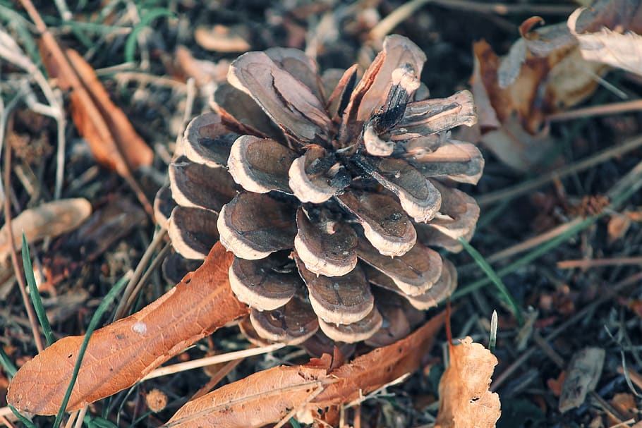 Kiefernzapfen, Kiefer, Nadelbaum, Zapfhahn, Nahansicht, Natur, Rahmen, Pflanze, Samenkegel, Dekoration, schuppig, Herbst, Detail, dekorativ, Herbstfarben, Herbstfrüchte, Herbstdekoration, Land, Feld, Tag, keine Leute, Wachstum, High Angle View, Fokus auf den Vordergrund, Tannenzapfen, Schönheit in der Natur, trocken, draußen, Zerbrechlichkeit, braun, Verletzlichkeit, Lebensmittel, selektiver Fokus, Blatt, 4K