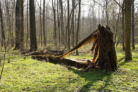 Wald, Frühling, Grün, laubwechselnd, gebrochen, Baum, gefallen, chips, polom, Natur, Land, Pflanze, Baumstamm, Kofferraum, Ruhe, ruhige Szene, Holz - Material, Schönheit in der Natur, Nicht-städtische Szene, Tag, keine Leute, Szenen - Natur, Wachstum, Landschaft, draußen, Feld, Holz, Borke, tote Pflanze, 5K, CC0, gemeinfrei, lizenzfrei