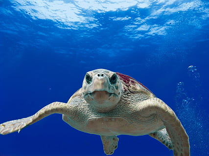 skilpadde, loggerhead, dyr, vill, natur, under, under vann, hav, blå, dyre temaer, dyr i naturen, dyreliv, vann, ett dyr, undersjøiske, sjøliv, svømme~~POS=TRUNC, reptil, marine, virveldyr, Sjø skilpadde, ingen folk, dyr hode, 1080P, CC0, offentlig domene, opphavsrett gratis