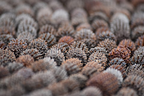 ถั่ว, ต้นสน, กรวย, Pinecone, pinecones, เลือกโฟกัส, ไม่มีคน, ภูมิหลัง, ธรรมชาติ, ปลูก, ใกล้ชิด, เต็มกรอบ, ฤดูหนาว, อุณหภูมิเย็น, ระยะใกล้มาก, แมโคร, กลุ่มวัตถุขนาดใหญ่, หิมะ, ดอกไม้, ความสด, ความงามในธรรมชาติ, การเจริญเติบโต, กลางแจ้ง, เหม่อลอย, 5K, CC0, โดเมนสาธารณะ, ค่าลิขสิทธิ์ฟรี