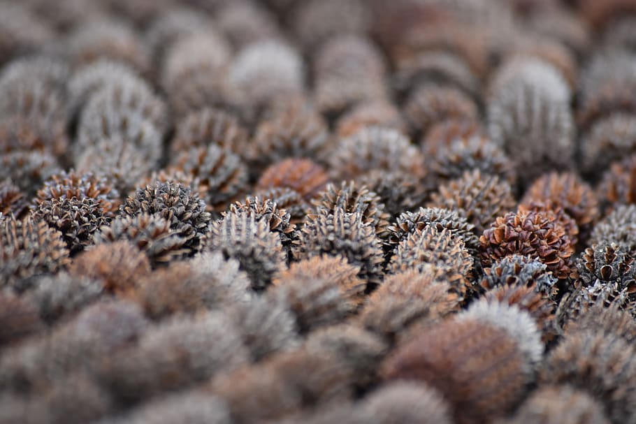 ถั่ว, ต้นสน, กรวย, Pinecone, pinecones, เลือกโฟกัส, ไม่มีคน, ภูมิหลัง, ธรรมชาติ, ปลูก, ใกล้ชิด, เต็มกรอบ, ฤดูหนาว, อุณหภูมิเย็น, ระยะใกล้มาก, แมโคร, กลุ่มวัตถุขนาดใหญ่, หิมะ, ดอกไม้, ความสด, ความงามในธรรมชาติ, การเจริญเติบโต, กลางแจ้ง, เหม่อลอย, 5K