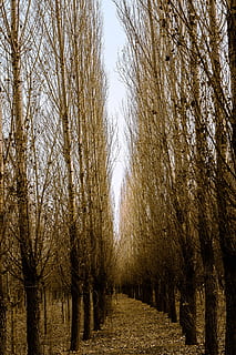 bosc, natural, medi ambient, arbre, paisatge, centres turístics, a les zones rurals, tardor, fusta, vegetació, planta, tranquil·litat, arbre nu, terra, naturalesa, bellesa a la natura, escena tranquil·la, cap gent, dia, escenics - natura, creixement, cel, tronc de l'arbre, escena no urbana, tronc, branca, a l'aire lliure, treelined, canvi, 2K, CC0, domini públic, lliure de regalies