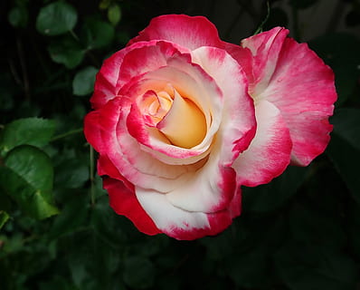 Rose, blomst, forår, flor, parfume, have, natur, blomstrende plante, kronblad, skønhed i naturen, plante, sårbarhed, skrøbelighed, blomsterstand, friskhed, blomsterhoved, tæt på, rosenblomst, lyserød farve, vækst, ingen mennesker, fokus på forgrunden, udendørs, 2K, CC0, offentligt domæne, royaltyfrie