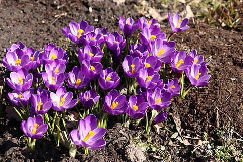 krokusy, jaro, krokus, květ, květiny, flóra, nachový, zahrada, barvitý, Příroda, pohlednice, kvetoucí rostlina, křehkost, rostlina, zranitelnost, svěžest, krása v přírodě, růst, okvětní lístek, přistát, pole, detail, duhovka, květu hlavy, den, nikdo, květenství, venku, pyl, záhon, 5K, CC0, veřejná doména, bez autorských práv