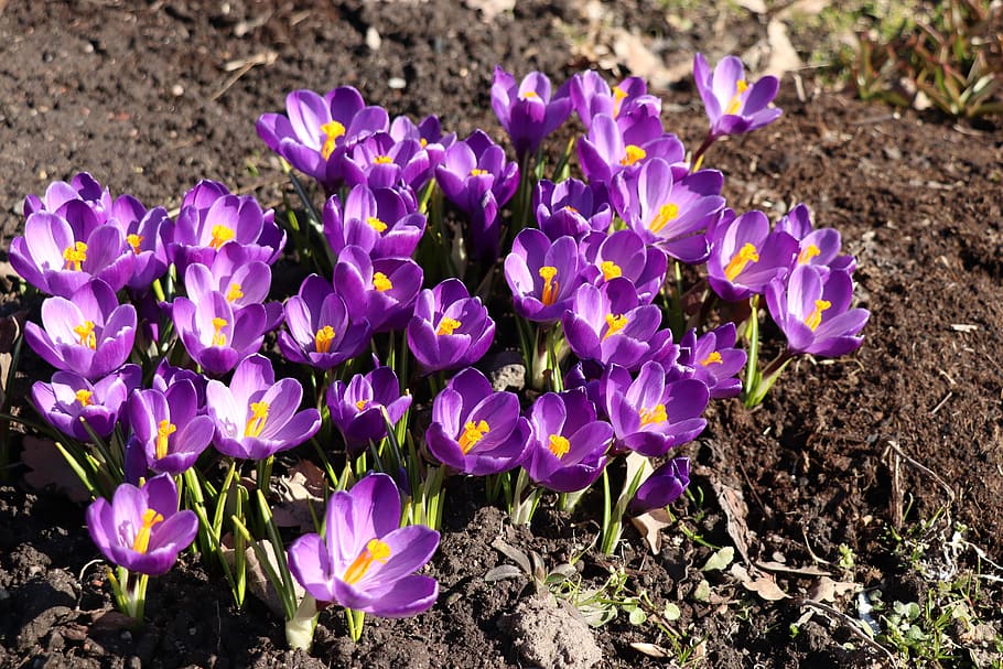 crochi, primavera, croco, fiore, fiori, flora, fioritura, viola, giardino, colorato, natura, cartolina, pianta fiorita, fragilità, pianta, vulnerabilità, freschezza, bellezza nella natura, crescita, petalo, terra, campo, avvicinamento, iris, testa di fiore, giorno, nessuno, infiorescenza, all'aperto, polline, letto di fiori, 5K