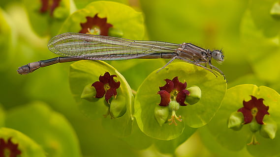 Abu-abu, capung, hijau, merah tua, daun, lensa tilt shift, merapatkan, Damselfly, serangga, makro, palisade spurge, menanam, tema binatang, invertebrata, binatang di alam liar, satwa liar hewan, hewan, kesegaran, alam, satu binatang, tanaman berbunga, keindahan di alam, bunga, fokus pada latar depan, hari, tidak ada orang, pertumbuhan, di luar rumah, kerapuhan, sayap binatang, 4K, CC0, domain publik, bebas royalti