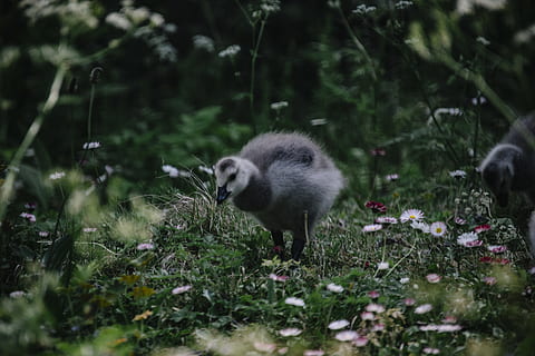 gris, pollet, de peu, herba, animal, temes d'animals, planta, mamífer, un animal, vertebrats, naturalesa, fauna animal, enfocament selectiu, terra, cap gent, animals a la natura, camp, dia, nacional, a l'aire lliure, animal jove, planta amb flors, flor, 5K, CC0, domini públic, lliure de regalies