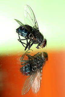 flyve, Insecta, våd, makro, afspejling, hvirvelløse, dyre temaer, dyr, insekt, dyreliv, dyr i naturen, et dyr, tæt på, dyrefløj, flue, ingen mennesker, øje, natur, selektiv fokusering, zoologi, orange farve, studio skud, dyr øje, 1080P, CC0, offentligt domæne, royaltyfrie
