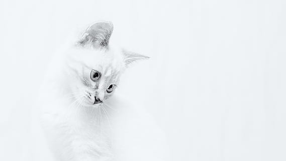 Beyaz kedi, kedi, Evcil Hayvan, memeli, hayvan, yüz, kafa, portre, Angora, sevimli, tapılası, siyah ve beyaz, kedi yavrusu, burun, kedi bıyığı, kürk, beyaz, Pati, yüksek anahtar, kapalı, açık, bir hayvan, yerli, Evcil Hayvanlar, ev kedisi, hayvan temaları, Beyaz arkaplan, seyir, stüdyo çekimi, Beyaz renk, kopya alanı, insansız, hayvan vücut kısmı, içeriye, genç hayvan, hayvan başı, yumuşaklık, Iran kedisi, 4K, CC0, kamu malı, telif ücretsiz
