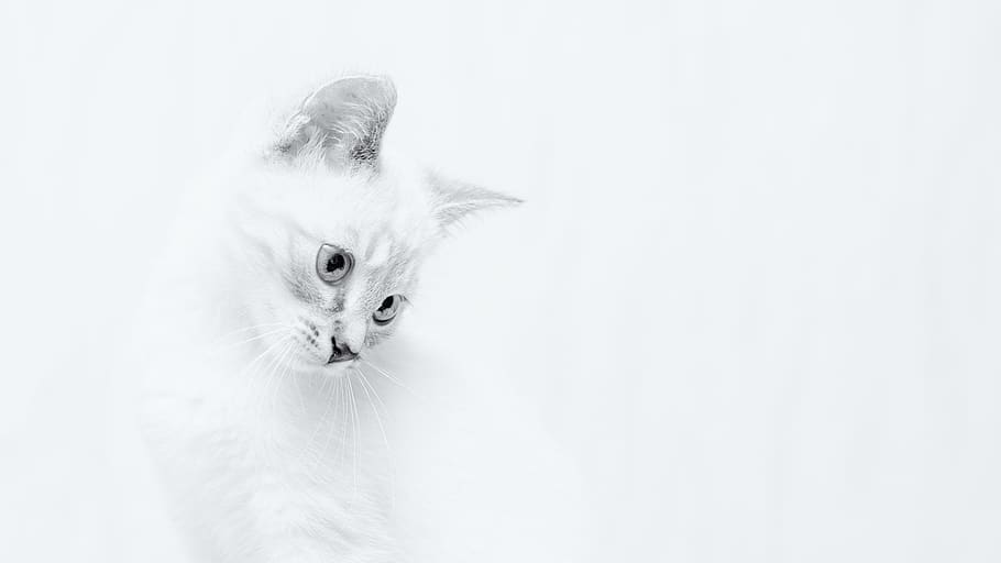 gat blanc, gat, mascota, mamífer, animal, cara, cap, retrat, angora, bonic, adorable, blanc i negre, gatet, nas, bigotis, pell, blanc, la pota, tecla alta, interior, clar, un animal, nacional, mascotes, gat domèstic, temes d'animals, animals domèstics, felí, fons blanc, mirant, tir de l'estudi, Color blanc, còpia espai, cap gent, part del cos dels animals, a l'interior, animal jove, cap d’animals, suavitat, gat persa, 4K