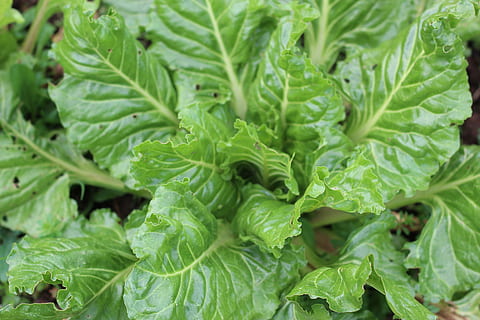 vegetals, bleda, verdures, full, planta, menjar, menjar i beguda, color verd, part de la planta, marc complet, frescor, alimentació saludable, creixement, fons, benestar, primer pla, cap gent, naturalesa, agricultura, enciam, dia, orgànic, herba, jardineria, 5K, CC0, domini públic, lliure de regalies