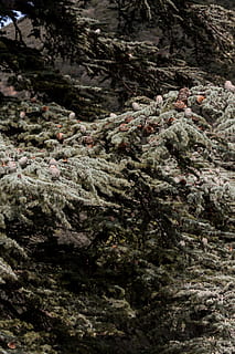zelené listy, strom, rostlina, jehličnatý strom, jedle, abies, Příroda, led, venku, borovice, smrk, sníh, mráz, modřín, čepice, víčko, oděv, oblečení, borůvka, ovoce, jídlo, nikdo, den, růst, detail, celý rám, pozadí, krása v přírodě, zelená barva, Skála, mech, les, jehličnatého stromu, rock - objekt, přistát, 5K, CC0, veřejná doména, bez autorských práv