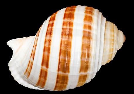 petxina de mar, os, primer pla, Costa, línia de costa, closca d’escopinyes, cargol, coral, cowrie, detall, buit, medi ambient, exòtic, peix, aïllat, la vida, marí, marinelife, marítim, mol·lusc, musclo, natural, naturalesa, oceà, pod, mar, vora del mar, shell, marisc, espiral, estiu, remolí, fons negre, tir de l'estudi, a l'interior, sol objecte, closca d’animals, cap gent, fauna animal, tallar, patró, Color blanc, menjar, frescor, animal, centrar-se en primer pla, geologia, senzillesa, berenar, 2K, CC0, domini públic, lliure de regalies