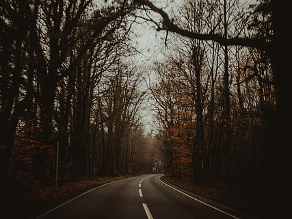 Beton, Straße, Inline-Bäume, Herbst, hinterleuchtet, Kurve, dunkel, Dämmerung, England, Umgebung, fallen, Herbstfarben, Herbstlaub, Wald, Beratung, Reise, Landschaft, Fahrbahn, Nebel, Natur, draußen, Park, Weg, szenisch, Jahreszeit, Bäume, Wetter, Baum, der Weg nach vorn, Richtung, Pflanze, Transport, Ruhe, Symbol, keine Leute, Zeichen, abnehmende Perspektive, Markierung, die Straßenmarkierung, ruhige Szene, Schönheit in der Natur, leere Straße, Land, Fluchtpunkt, Trennlinie, von Bäumen gesäumt, 4K, CC0, gemeinfrei, lizenzfrei