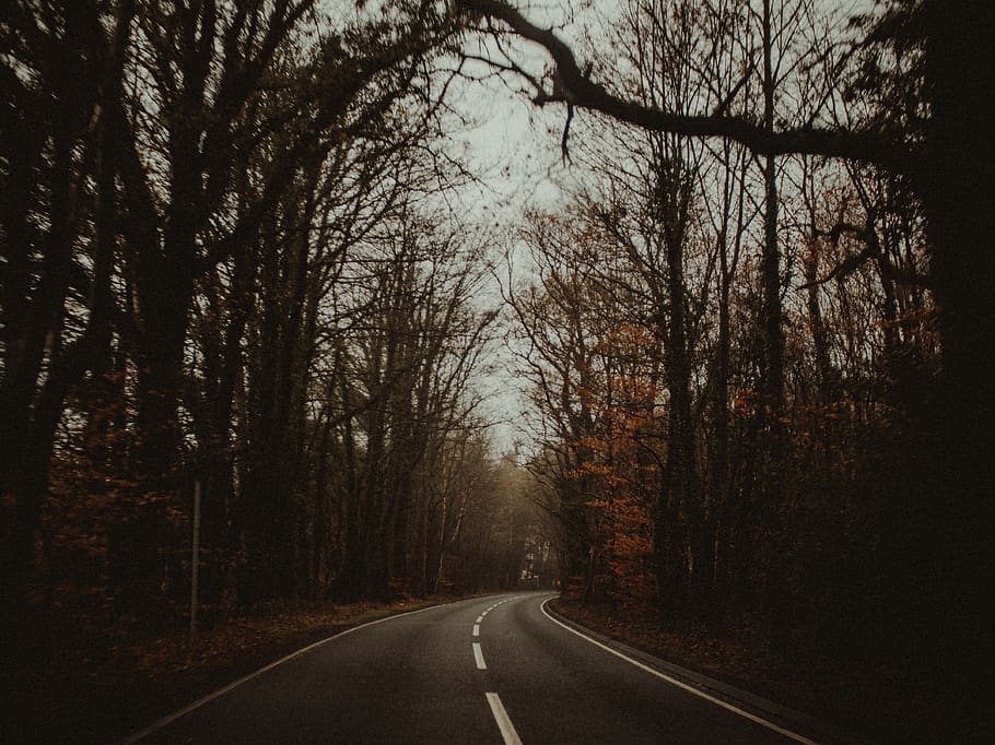 concret, carretera, arbres en línia, tardor, retroil·luminat, corba, fosc, alba, Anglaterra, medi ambient, caure, colors de la tardor, fullatge de tardor, fulles de tardor, bosc, orientació, viatge, paisatge, carril, boira, naturalesa, a l'aire lliure, parc, camí, escènic, temporada, carrer, viatjar, arbres, temps, boscos, arbre, el camí a seguir, direcció, planta, transport, tranquil·litat, símbol, cap gent, signe, perspectiva decreixent, marcatge, marcatge de carreteres, escena tranquil·la, bellesa a la natura, carretera buida, terra, punt de fuga, línia divisòria, treelined, 4K