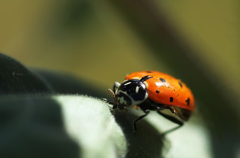 marieta, insecte, naturalesa, vermell, primavera, error, petit, branca, macro, verd, invertebrat, animals a la natura, un animal, fauna animal, temes d'animals, animal, enfocament selectiu, escarabat, primer pla, color taronja, cap gent, dia, tacat, a l'aire lliure, planta, bellesa a la natura, 2K