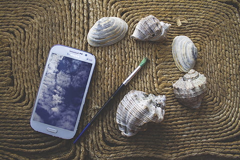 scallops, random, high angle view, shell, still life, no people, seashell, technology, smart phone, table, day, wireless technology, outdoors, animal shell, close-up, mobile phone, choice, variation, nature, directly above, wood - material, 4K, CC0, public domain, royalty free