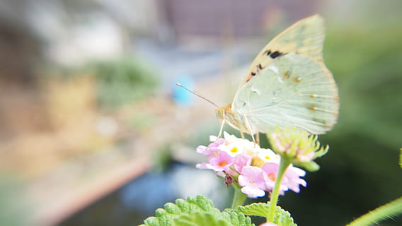 la adrada, Blume, blühende Pflanze, Insekt, ein Tier, wirbellos, Tierthemen, Tiere in freier Wildbahn, Tierwelt, Schönheit in der Natur, Tierflügel, Pflanze, Zerbrechlichkeit, Tier, Schmetterling - Insekt, Verletzlichkeit, Frische, Nahansicht, Natur, Tierkörperteil, selektiver Fokus, Bestäubung, Blütenkopf, keine Leute, Schmetterling, Lantana, 4K, CC0, gemeinfrei, lizenzfrei