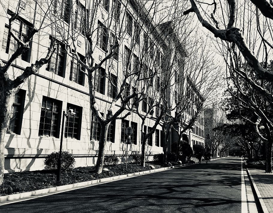 Camí, carretera, vianants, humà, persona, asfalt, 288 huaihai w rd, changning qu, Xina, planta, arbre, paviment, vorera, transport, passarel·la, ciutat, urbà, edifici, exterior de l'edifici, estructura construïda, arquitectura, naturalesa, dia, cap gent, arbre nu, carrer, a l'aire lliure, barri residencial, sendera, finestra, cel, branca, ombra, 2K
